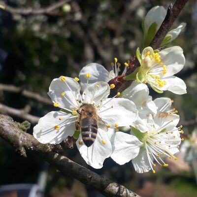 Biene auf Pflaumenblüte (Foto: bienformatik, Bernhard Willi)