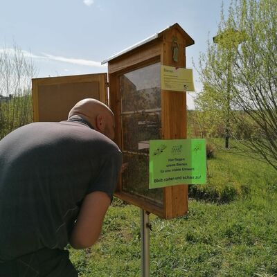 Blick in den Bienenschaukasten (Foto: Weingut Zimmer)