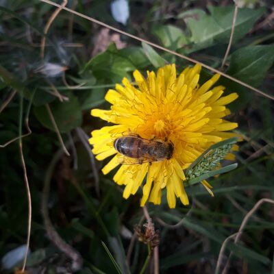 Biene auf Löwenzahn (Foto: Remstal Tourismus, Opp)