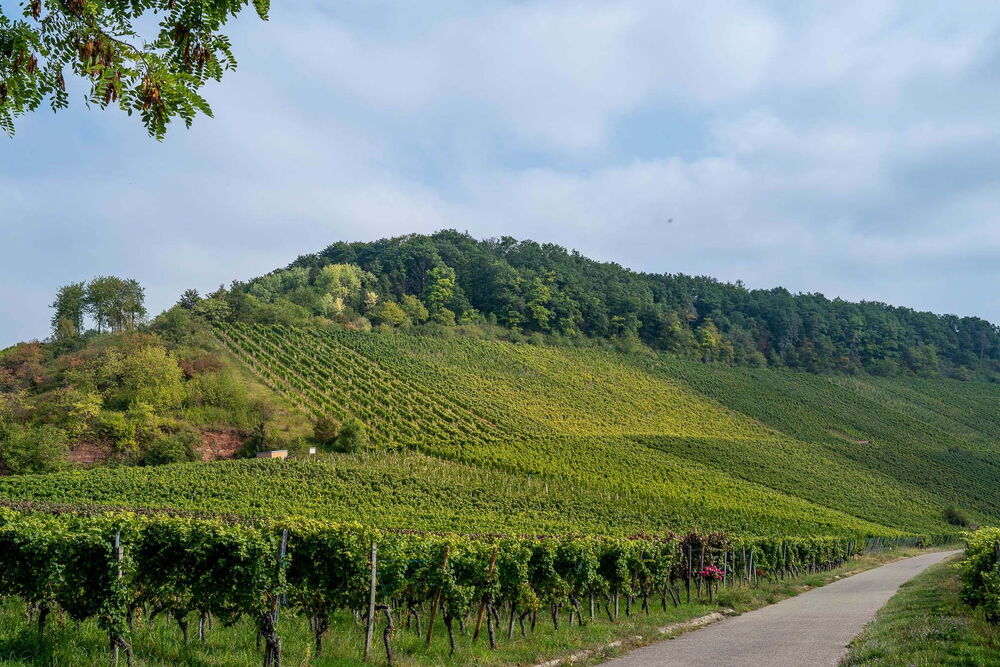 Weinberge am Hang des Korber Kopfs mit regelmäßig angeordneten Rebenreihen, ein asphaltierter Weg führt am rechten Bildrand entlang, im Hintergrund bewaldeter Hügel unter leicht bewölktem Himmel